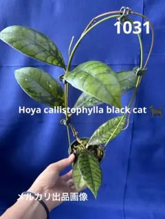 2025年最新】ホヤ カリストフィラの人気アイテム - メルカリ