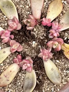 2026年最新】多肉葉挿しセットの人気アイテム - メルカリ