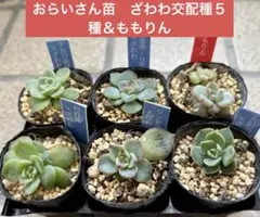 2025年最新】おらい リンゼアナの人気アイテム - メルカリ