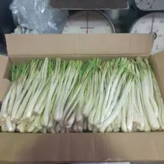毎年人気！鹿児島産 らっきょう 10kg パリッと食感！770 - メルカリ