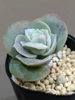 ❤️専用❤️✨メルカリ便✨❤️ラブリーローズ錦❤️        抜き苗⑤大特価セール♪ 2025年最新】ラブリーローズ錦の人気アイテム - メルカリ