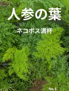 5♥人参、葉♥野菜☆葉物☆葉☆庭☆畑☆農業☆農家☆栽培☆菜園☆ペットのサムネイル