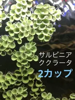 S.K.C様 リクエスト 2点 まとめ商品