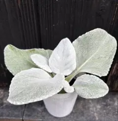 みえちゃん様 リクエスト 2点 まとめ商品