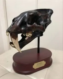 1/4 フェバリット　ステゴサウルス　スカル 頭骨フィギュア 1/4 フェバリット ステゴサウルス スカル 頭骨フィギュア - メルカリ