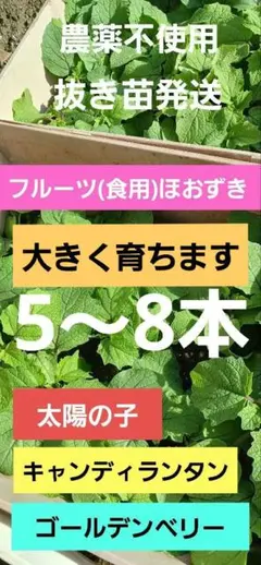 2026年最新】食用ホオズキ苗の人気アイテム - メルカリ