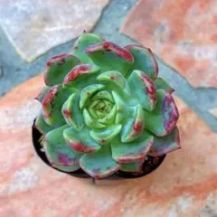 ちっち✳️様 リクエスト 3点 まとめ商品