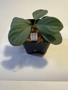 Homalomena sp. Dolphin Silver 観葉植物のサムネイル