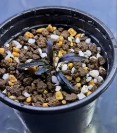 2025年最新】bucephalandra sp. ghost kalimantanの人気アイテム