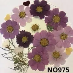 押し花素材NO975コスモス26