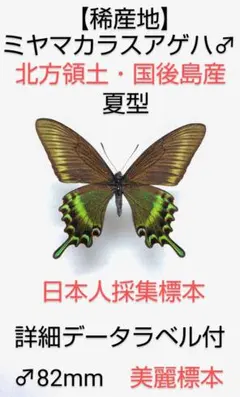 【稀産地】ルリモンアゲハ♂♀標本★ブータン産★貴重♀個体 詳細ラベル付 稀産地】ルリモンアゲハ♂♀標本☆ブータン産☆貴重♀個体 詳細ラベル付