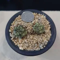 2026年最新】マクドガリー サボテンの人気アイテム - メルカリ