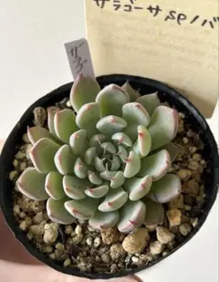 おらいさん そわそわ 札付き リラヘイズのカキ仔 - メルカリ