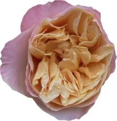 薔薇 バラ苗 接木新苗 イングリッシュローズ 入手困難 Bessie つぼみ