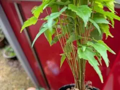 カエデ　複数植え　ミニ盆栽　素材にものサムネイル