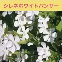 よっちん プロフ確認必須！様 リクエスト 3点 まとめ商品