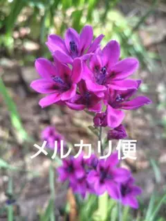 バビアナ赤紫　球根抜き苗 ５株　オマケに中小球根とイキシア黄色 　メルカリ便のサムネイル