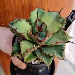 2026年最新】オテロイ実生の人気アイテム - メルカリ