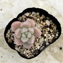 エルサ 抜き苗 多肉植物 エケベリア - メルカリ