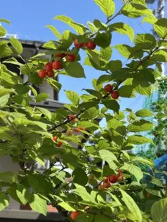 ユスラウメの苗 1本のサムネイル