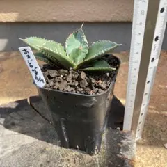 アガベ　ホオジロザメのサムネイル