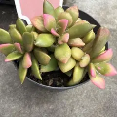 多肉植物 ペンデンス① 抜き苗 - メルカリ