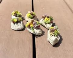 多肉植物 寄せ植え ( ˙罒˙)そのまま飾れる軽石鉢No.1のサムネイル