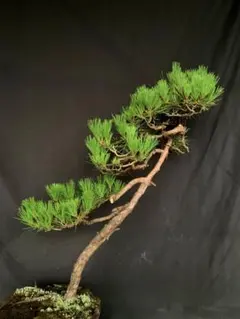 貴風 山採り 赤松盆栽】⭕天然舎利、幹曲、古木❗