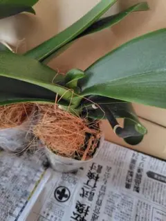 胡蝶蘭 株のみ 花後 来期開花見込み 良株 室内向き - メルカリ