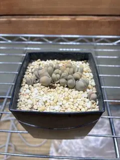 リトープスホワイトラビットLithops White Rabbit 1鉢