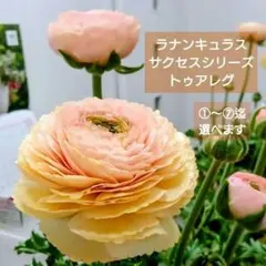 宿根草【①〜⑦迄選べる】サクセスシリーズ『トアレグ』5号