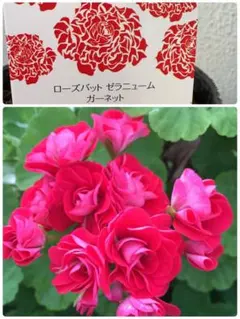 シュナッシュ様 リクエスト 3点 まとめ商品