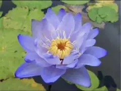 熱帯性睡蓮 ウタカタ 花芽付 - メルカリ