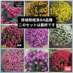 菊苗T260506のサムネイル