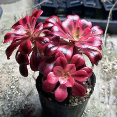 2026年最新】多肉植物抜き苗の人気アイテム - メルカリ