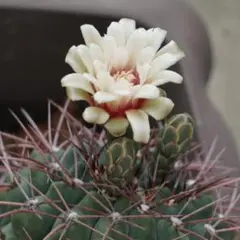 花サボテン15年生、　親サボテン花とつぼみ付きメルカリ便　抜き苗のサムネイル