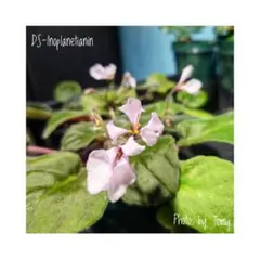 yamaso 774様 リクエスト 3点 まとめ商品