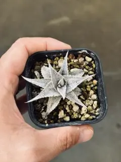 2026年最新】アロエハイブリッドの人気アイテム - メルカリ