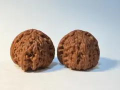 文玩白狮子のサムネイル