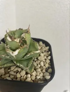 2026年最新】皇冠 子株の人気アイテム - メルカリ