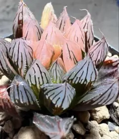 O*Z様 多肉植物　ハオルチア　臙脂オブツーサ錦　鮮明錦　極上斑
