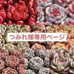 多肉植物　エケベリア　販売会　つみれ様　専用ページ