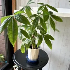 クイーンプロテア マグネフィカ 鉢植え13 苗 ワイルドフラワー - メルカリ