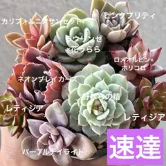 ちはる様 リクエスト 5点 まとめ商品