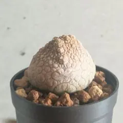 2026年最新】プセウドリトスの人気アイテム - メルカリ