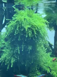 ADA ウィーピングモス　無農薬無害虫のサムネイル
