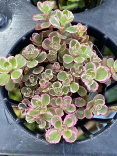 多肉植物 トリカラー 抜き苗 根付き レトロ食堂 - メルカリ