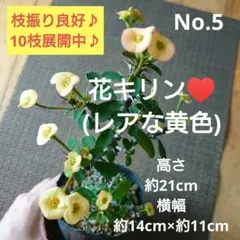 ほかほかにゃんこ様 リクエスト 5点 まとめ商品