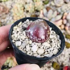 2025年最新】コノフィツム ブルゲリの人気アイテム - メルカリ