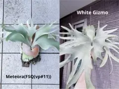 2026年最新】gizmo ビカクシダの人気アイテム - メルカリ